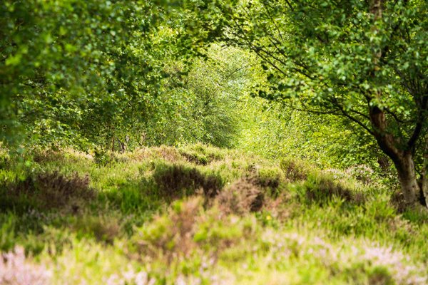 Doddington North 4