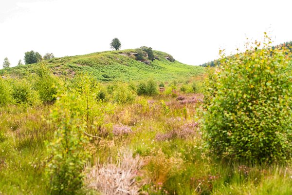 Doddington North 5